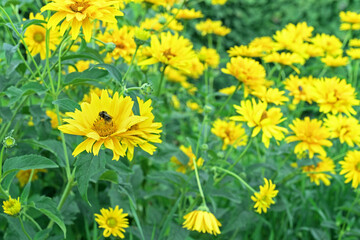 Blooming yellow heliopsis with bee collecting pollen.