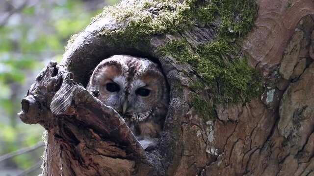 Waldkauz&nbsp;(Strix aluco) schaut aus Baumh&ouml;hle