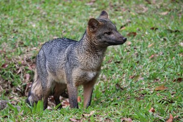 wild dog in the national park of serra dos organs
