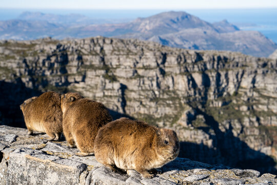 View of three Rock Hyrax (Procavia capensis) on top of the Table Mountain in Cape Town, South Africa.