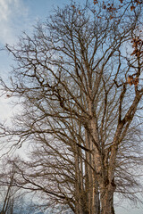 trees in natural landscape