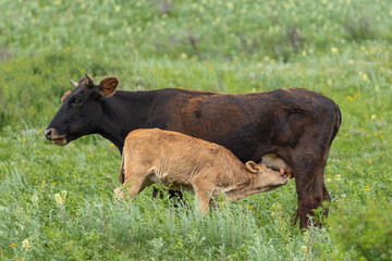 A calf drinks milk from the udder of its mother cow in a pasture