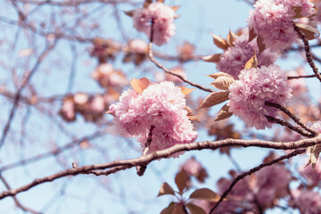Branches de cerisier en fleurs