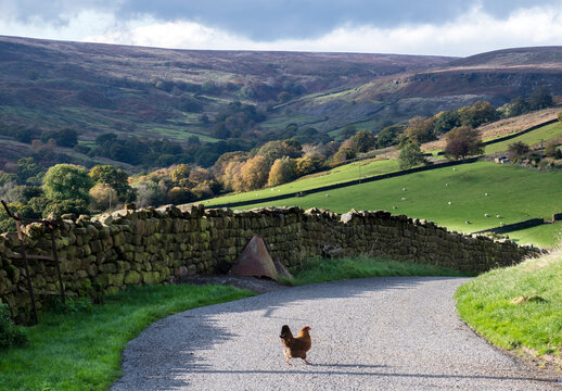 a chicken crossing the road with a view of hills in North Yorkshire