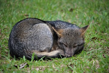 wild dog sleeping in its natural habitat