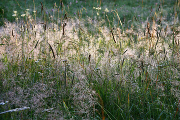 Early solar summer morning. On a wild meadow the sun began to light herbs. All plants are covered with dew drops.