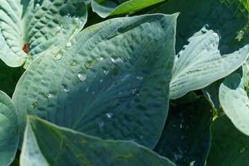 Oval shaped greyish-green Plantain Lily leaf in a shaded garden with large dew drops scattered on it.