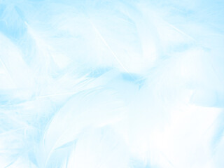Beautiful abstract blue feathers on white background, white feather texture and blue background,...