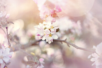 Abstract floral pink background of romantic pink apple trees over pastel flowers with a soft style for spring or summer time. A copy of the space. Soft selective focus, blur, bokeh