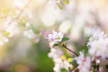 Beautiful delicate background of spring apple blossoms. Selective soft focus, designer background