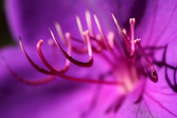 Macroaufnahme lila Blüte