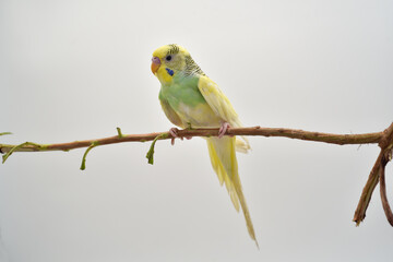 yellow parrot 