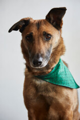 Mixed breed adult dog portrait with a green bandana on grey background.