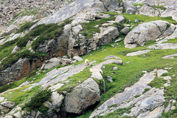 Kumrat Valley Beautiful Landscape Mountains View