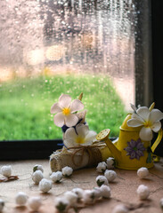 Fototapeta na wymiar White and yellow plumeria flowers 