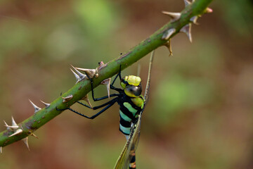 Multi colored odonta or dragon fly from Western Ghats