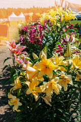 bright yellow and pink lilies adorn the flower bed on a sunny day. Bright large lily flower close-up