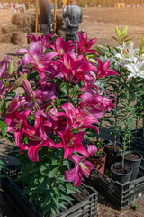 bright pink lily decorates the flower bed on a sunny day. Bright large lily flower close-up