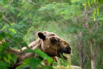 Camels are enjoying eating grass.
