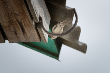 Beautiful field sparrow on a ranch on a summer day.