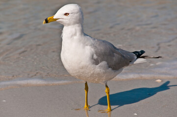 front view, close distance of a seagull, standing on a sandy, tropical beach, shoreline with small waves at his feet, searching for nest meal on sunny morning
