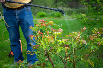 gardener treats the affected flower plants. Treatment of roses from fungal diseases. Pest control in the garden