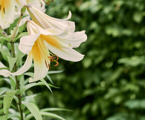 White lily flower. Selective focus.