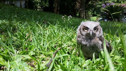 owl cub sunbathing in nature