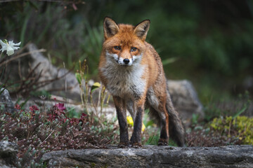 A beautiful female fox staring forward - obrazy, fototapety, plakaty