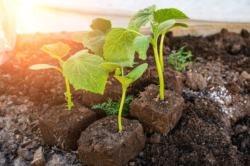 seedlings of cucumbers in peat blocks. Rejection of plastic when growing vegetables. Growing cucumbers in the city garden