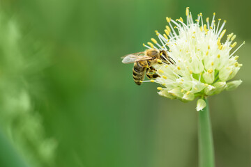 Bee and flower. Close up of a large striped bee collecting pollen on onion flower. Summer and spring backgrounds