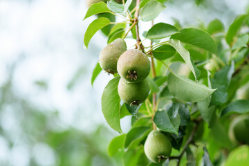 Ripe pears on the tree with rain drops, close-up