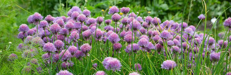 Allium purple flowers in bloom, lilac bush in summer