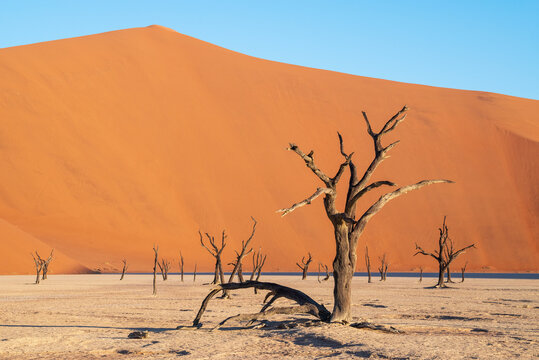 Deadvlei salt pan trees in Sesreim Soussuvlei Namib-Naukluft National Park popular travel destination, Namibia.