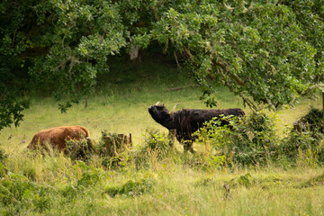 Scottish highlander or Highland cow cattle (Bos taurus taurus) enjoying a sunny day in the nature in Scotland