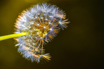 Part of a dandelion illuminated by golden light against a dark background