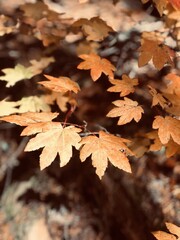 autumn leaves background