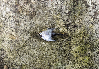 Golden marble angel fish died due to water shock. Dead small fish.