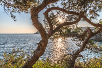 Fototapeta na wymiar Coucher de soleil sur la Côte d'Azur depuis le Cap Ferrat avec vue mer et pins parasols