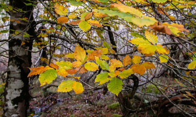 Beech tree autumal leaves