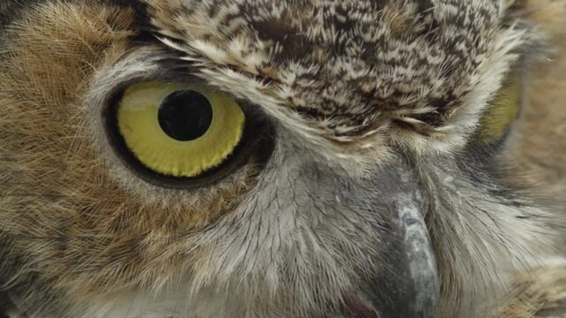 Slow motion eyes blinking on great horned owl - macro close up