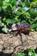 stag beetle on the tree