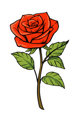 Red rose vector Isolated on white background. 