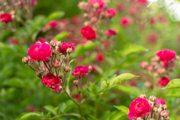 Climbing rose, small inflorescences, the period of the beginning of flowering, bright pink