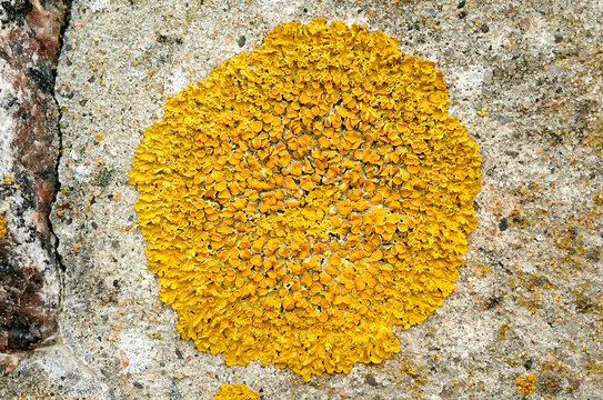 Gelbe runde Flechte an einer Hafenmauer aus grauem Stein
