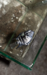 Adult polar parrot cichlid aquarium fishdied due to poor water quality i.e. ammonia poisoning.