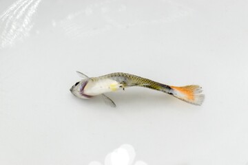 Guppy fish died due to bent spine disease.