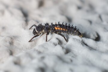 Larva Eastern ladybug on the wall