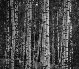 Acrylic prints Birch grove Birch grove in summer