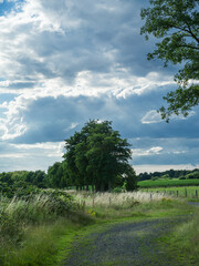 A row of trees along a dirt road between fields.